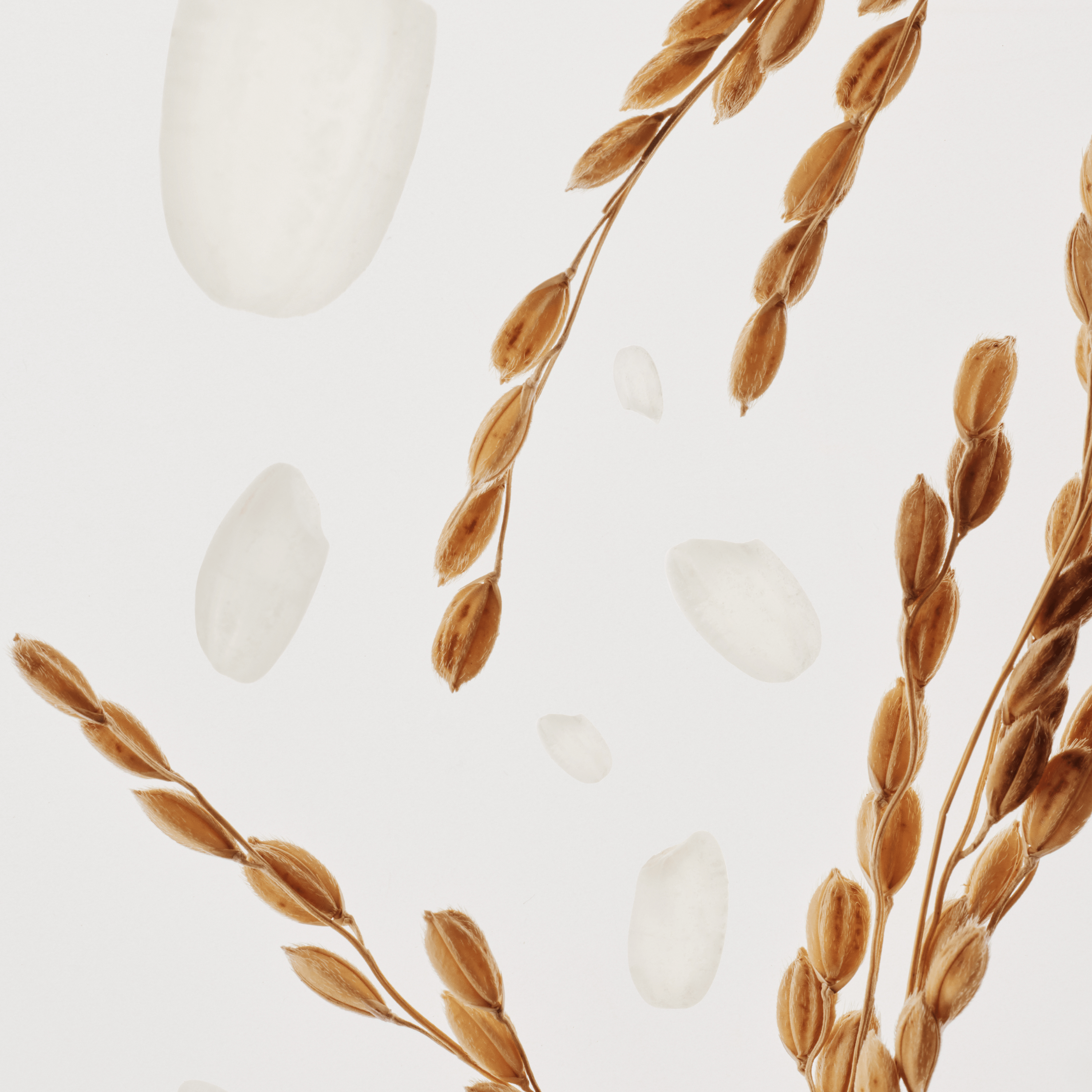 Glow Deep Serum: Rice + Alpha-Arbutin