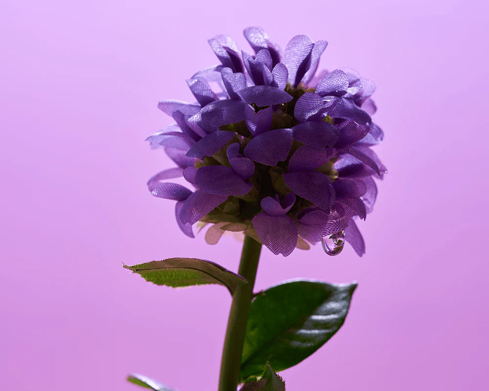Bakuchiol Plumping Serum