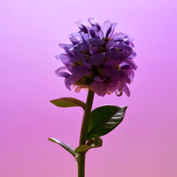 Bakuchiol Plumping Capsule Cream